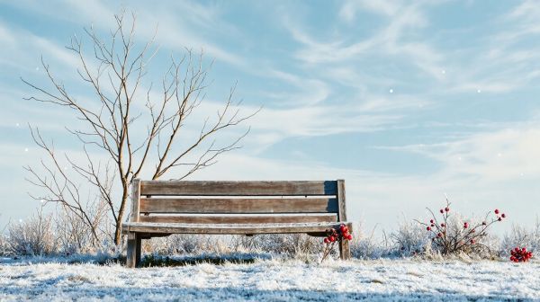 Top conseils pour entretenir votre jardin en hiver